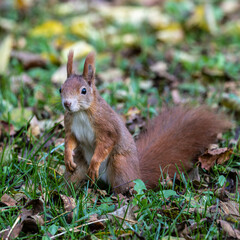 Eurasian red squirrel, Sciurus vulgaris at Old North Cemetery of Munich, Germany