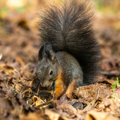 Grey squirrel, Sciurus at Old North Cemetery of Munich, Germany