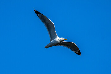 The European Herring Gull, Larus argentatus is a large gull