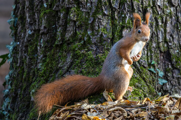 Eurasian red squirrel, Sciurus vulgaris at Old North Cemetery of Munich, Germany