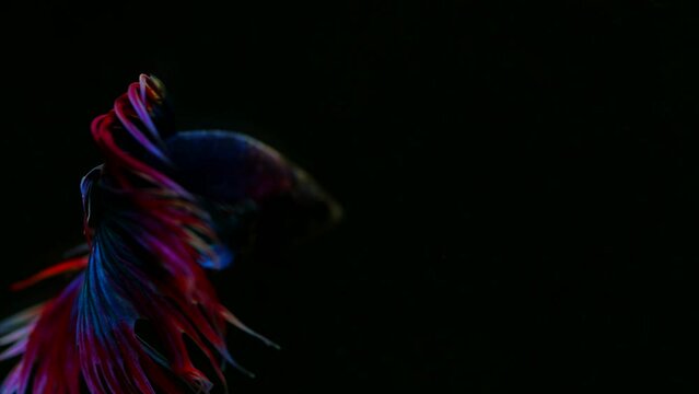 The colorful Siamese Elephant Ear Fighting Fish Betta Splendens, also known as Thai Fighting Fish or betta, a popular aquarium fish in super slow motion on isolated black background
