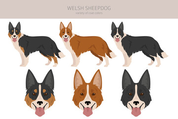 Welsh Sheepdog clipart. All coat colors set.  All dog breeds characteristics infographic