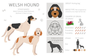 Welsh Hound clipart. All coat colors set.  All dog breeds characteristics infographic