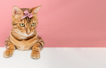 Beautiful Bengal cat with a hairpin on her head on the background.