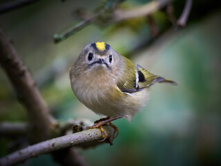 Goldcrest (Regulus regulus)