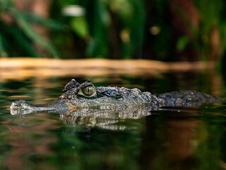 Closeup of a crocodile (Crocodylidae) in the water against blurred background