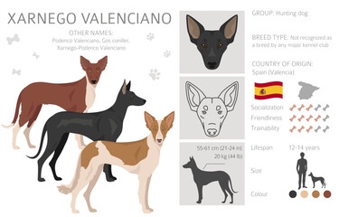 Xarnego Valenciano clipart. All coat colors set.  All dog breeds characteristics infographic