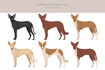 Xarnego Valenciano clipart. All coat colors set.  All dog breeds characteristics infographic