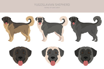 Yugoslavian Shepherd clipart. All coat colors set.  All dog breeds characteristics infographic