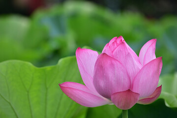 beautiful pink lotus flower