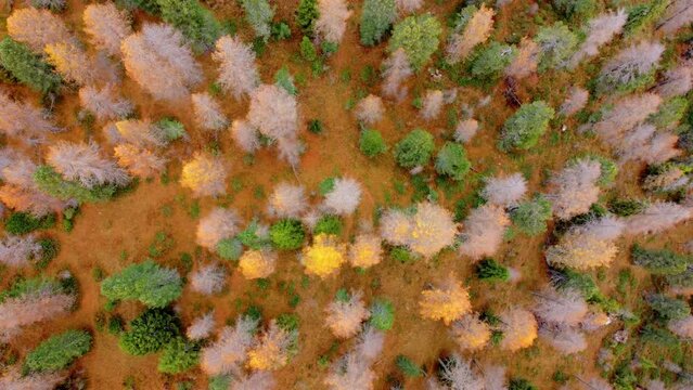 Magical autumn in the Dolomites. Enchanting colors of Lake Federa from above