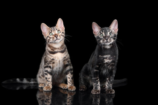 Two cute Bengal kittens on a black background