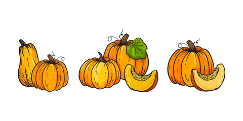 Hand drawn sketch pumpkin colorful.Set of pumpkin illustration for cards, decoration.Vector illustration isolated on white background.