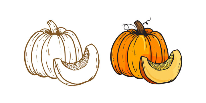 pumpkin isolated on white, sketch,contour.Illustration on doodle style.Vector