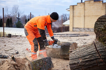 A woodcutter saws a tree with a chainsaw