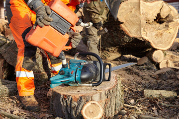 A woodcutter saws a tree with a chainsaw
