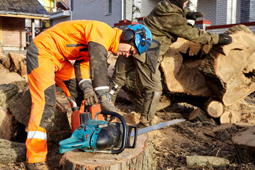 A woodcutter saws a tree with a chainsaw