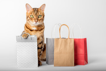 Domestic cat among multi-colored packages on a white background.