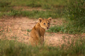 Fototapeta na wymiar Lion in the Murchison Falls National park. Panthera leo lays in the grass. Safari in Uganda.