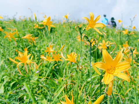 禅庭花images Browse 197 Stock Photos Vectors And Video Adobe Stock