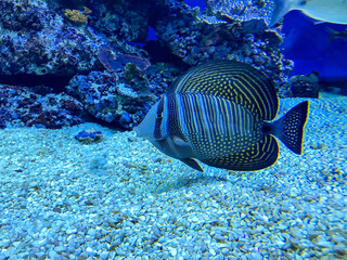 Zebrasoma veliferum fish commonly known as Sailfin Tang swimming in the aquarium of Eilat, Israel's Underwater Observatory Park