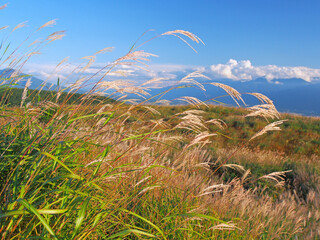 Obraz premium 風になびくススキ