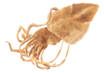 水彩の干物_スルメ01_1