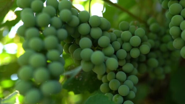 Close up shot of green ripening grape bunches under the sunlight, countryside vineyard plantations for cultivation of exclusive high-quality grapes and production of delicious white wine. Viticulture