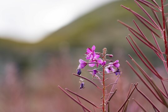 Closeup of Chamaenerion angustifolium, known as fireweed.