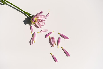 Purple chrysanthemum flower with torn petals on the white background, flat lay, top view