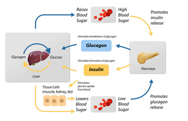 Blood sugar regulation  illustration. Labeled process cycle scheme. Educational liver and pancreas diagram with glucose stimulation uptake and breakdown. Insulin release explanation infographic. - obrazy, fototapety, plakaty