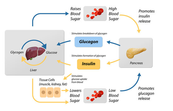Blood sugar regulation  illustration. Labeled process cycle scheme. Educational liver and pancreas diagram with glucose stimulation uptake and breakdown. Insulin release explanation infographic.