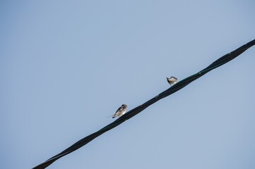 Birds swallows swifts sit on electric wires against blue sky