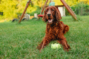 Happy funny Irish Setter dog enjoying and playing with ball toy outdoors. 