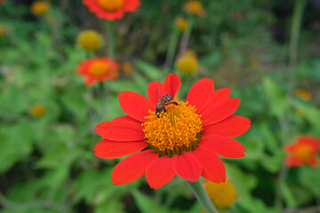 red and yellow flower