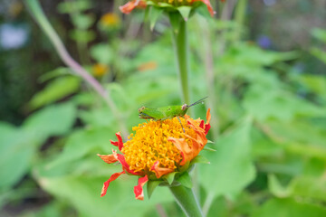 small grasshopper on flower