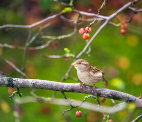 House sparrow bird sitting on a tree