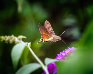 Hummingbird hawk-moth flying to a budleia flower