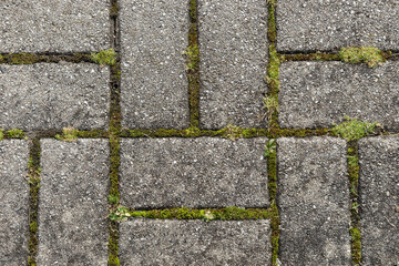 Rectangular paving stones with moss
