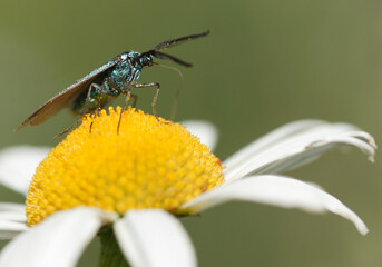  Turquoise Adscita statices (Zygaenidae)