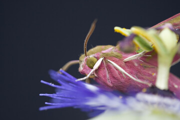 petit sphinx de la vigne (deilephila porcellus) (sphingidae) ( lepidoptere) posé sur une passiflore (passiflora caerulea) (passifloraceae)