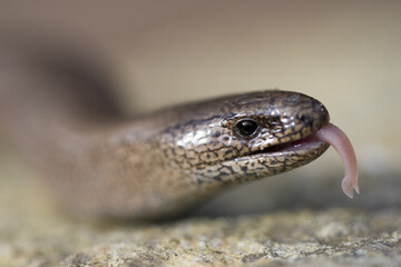 orvet (anguis fragilis)(anguidae)