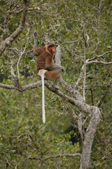 semnopithèque nasique (nasalis larvatus)