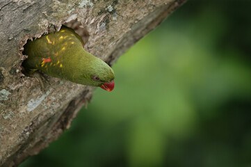 loriquet vert (trichoglossus chlorolepidotus) preparant son nid