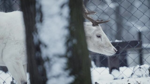 A beautiful albino male European fallow deer (Dama dama) in captivity in winter