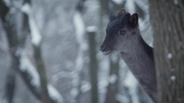 A young black European fallow deer (Dama dama) walking in a snowy forest