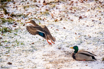 mallard duck in snow