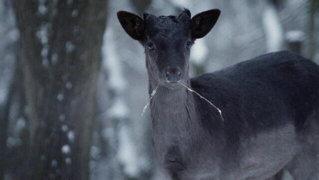 A young black European fallow deer (Dama dama) chewing a dry grass in a snowy forest