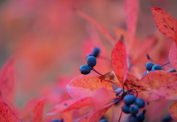Autumn berries in the forest