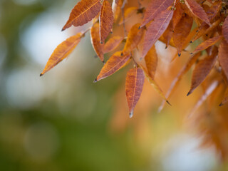 Autumn leaf in the forest